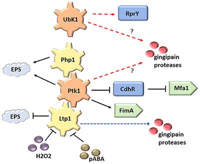 Tyrosine Kinases and Phosphatases: Enablers of the Porphyromonas gingivalis Lifestyle